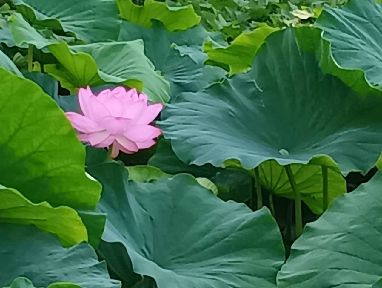 小田原城址公園の南堀に広がる蓮の葉