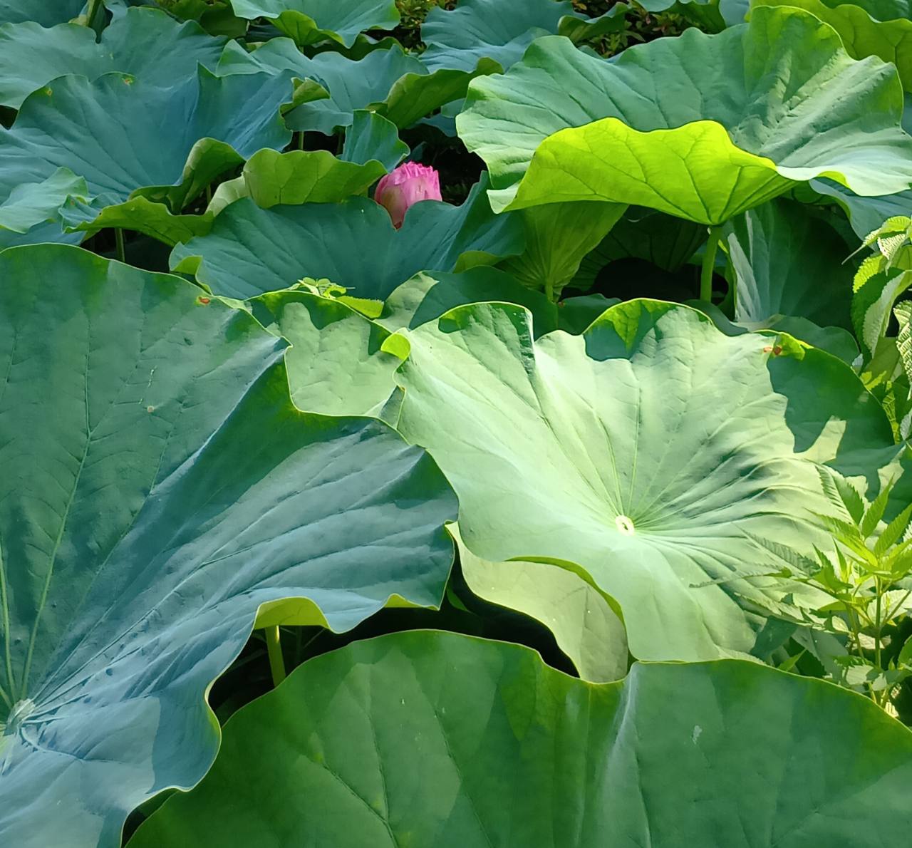 蓮の葉の陰にのぞく蕾(小田原城址公園 南堀にて)