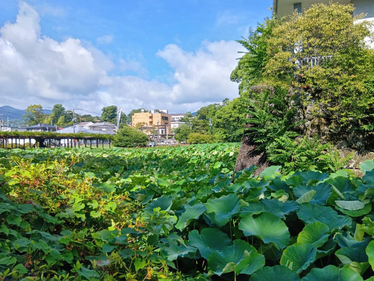 蓮の葉に覆われた堀と石垣(小田原城址公園 南堀にて)