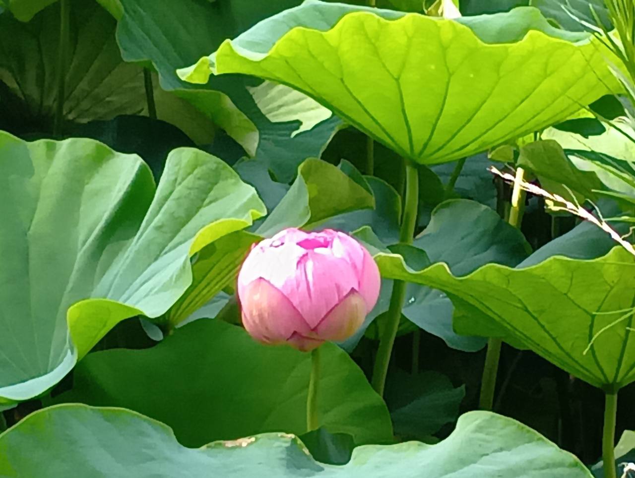 閉じたハスの花(小田原城址公園 南堀にて)