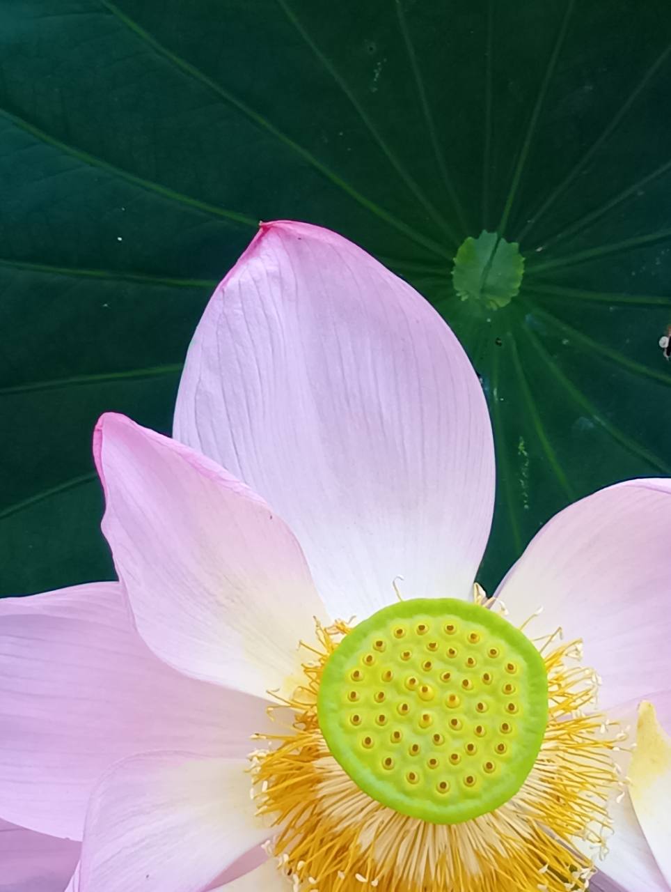 ハスの花の内側(小田原城址公園 南堀にて)