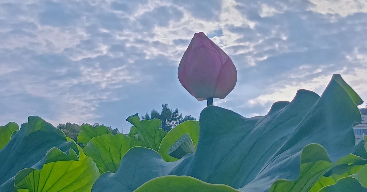 雲を背にした蓮の花（不忍池にて）