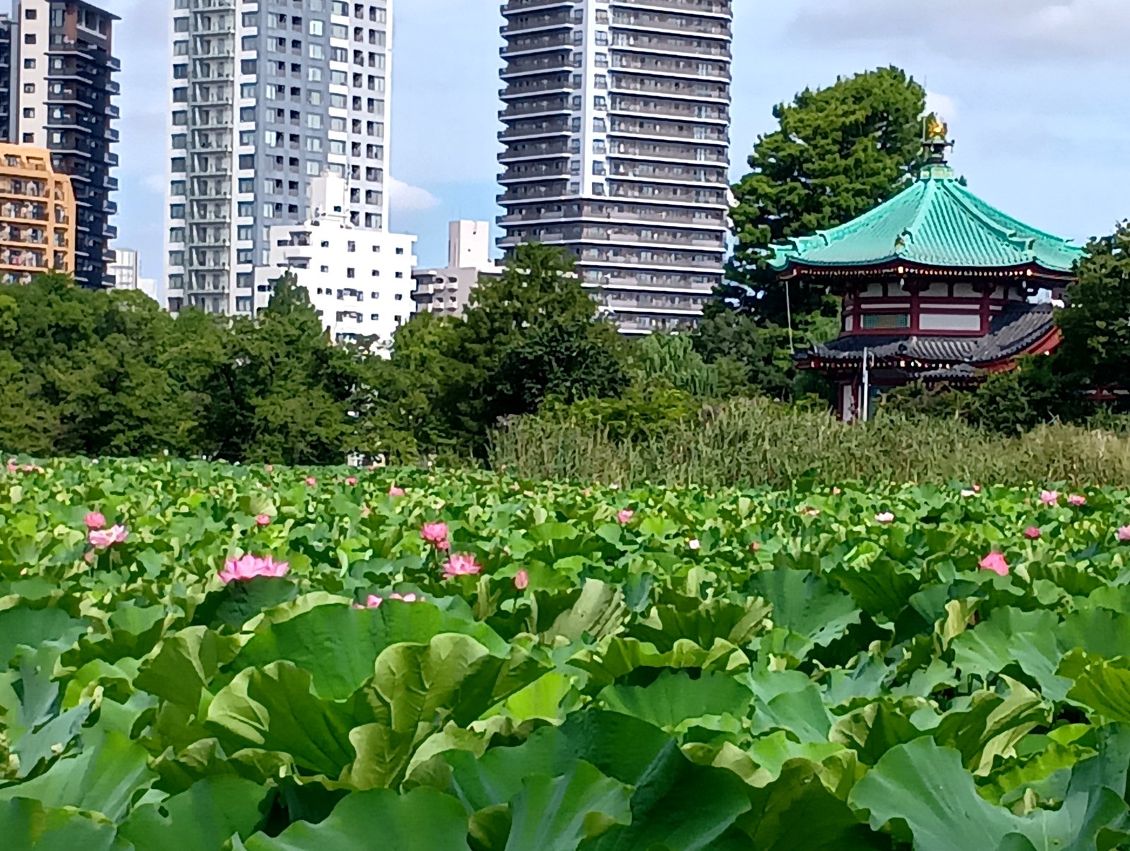 弁天堂とマンションを背に広がる満開の蓮(不忍池にて)