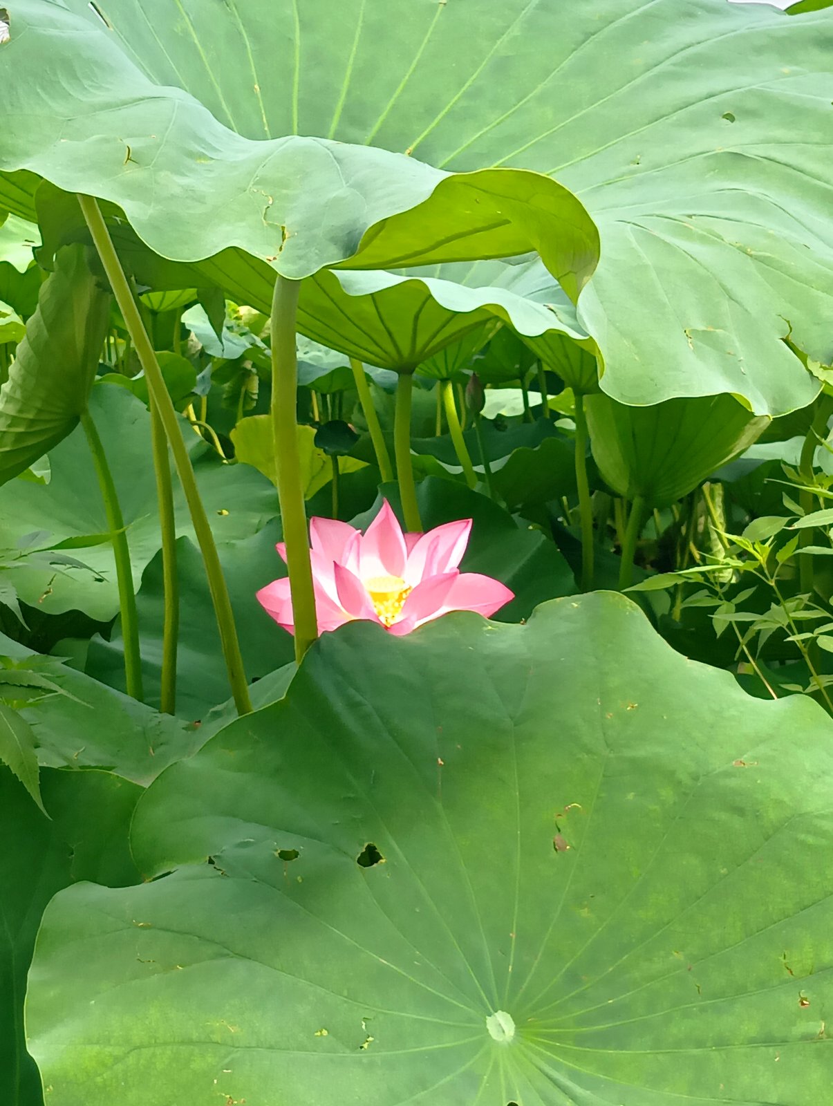 花弁を開いた蓮の花(不忍池にて)