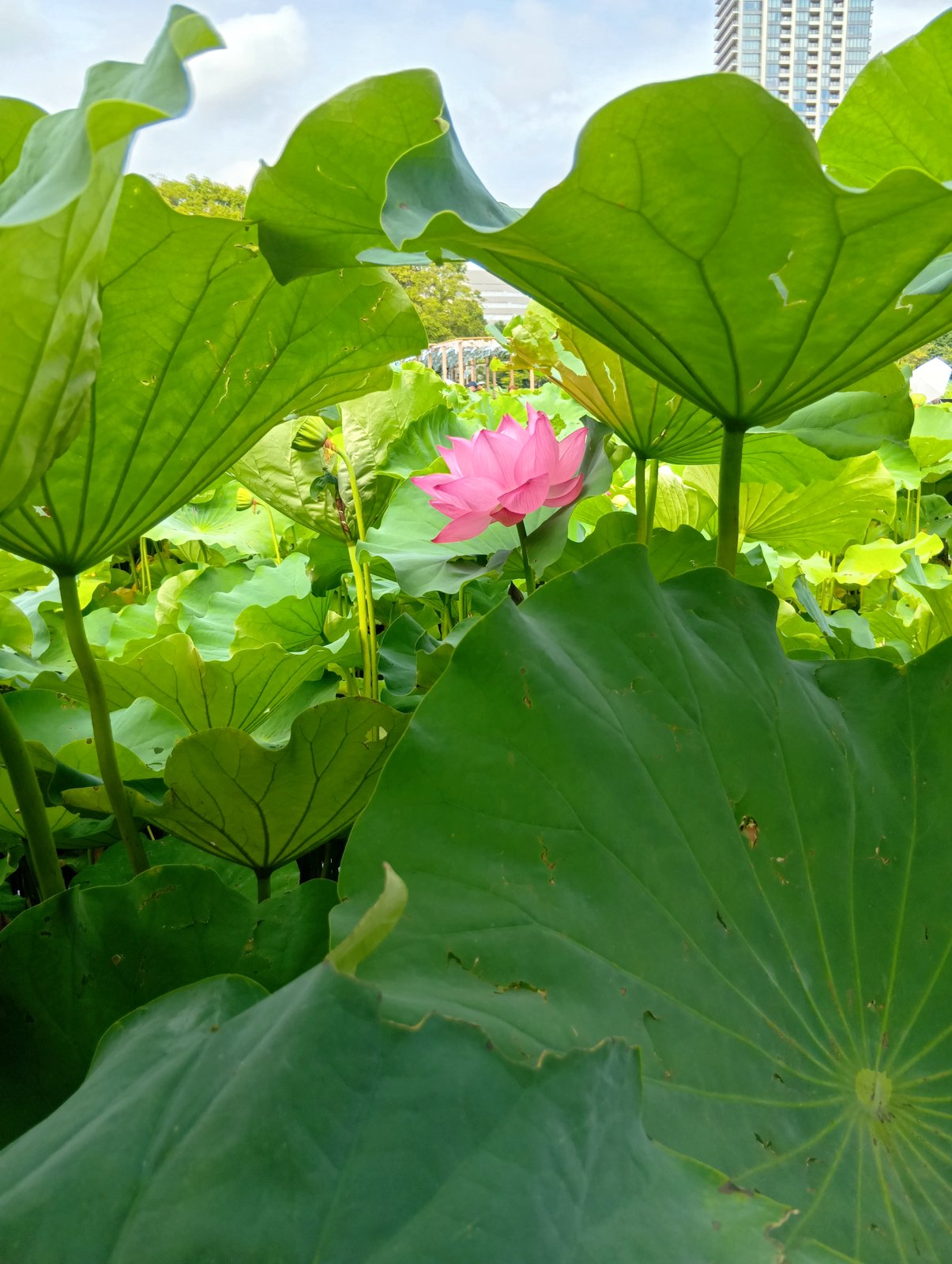 ビルを背に咲く蓮の花(不忍池にて)