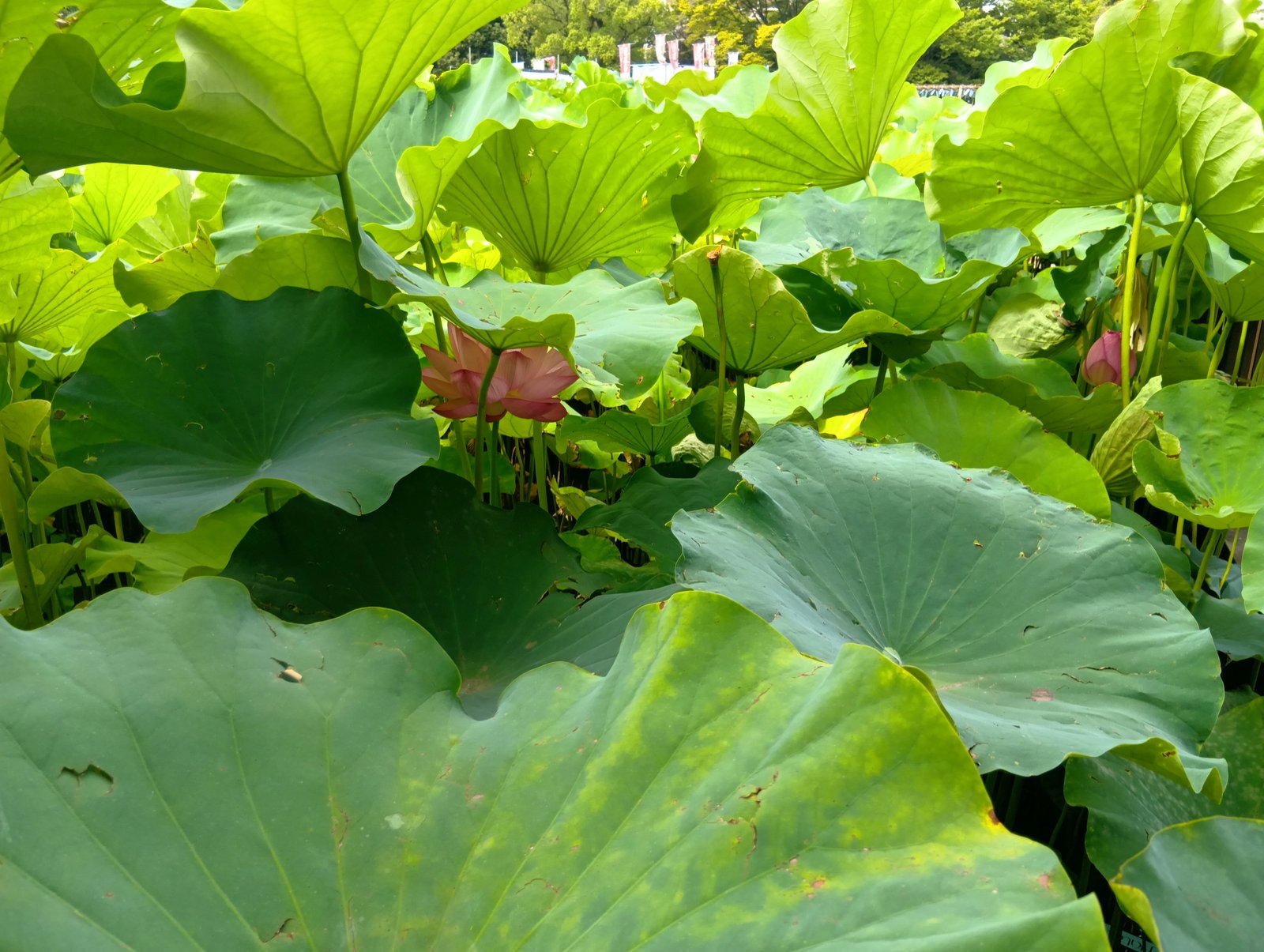 横から見た蓮の花(不忍池にて)