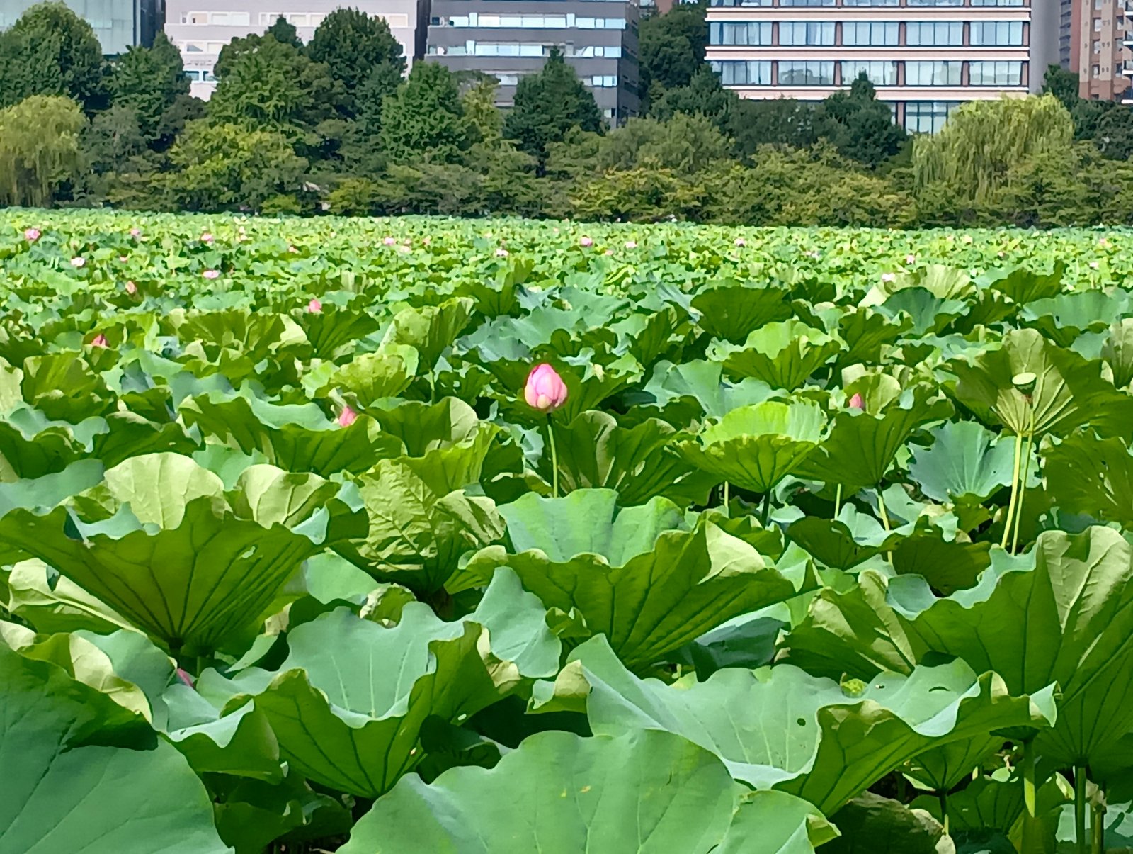 ピンクの花が点在する蓮池の全景(不忍池にて)