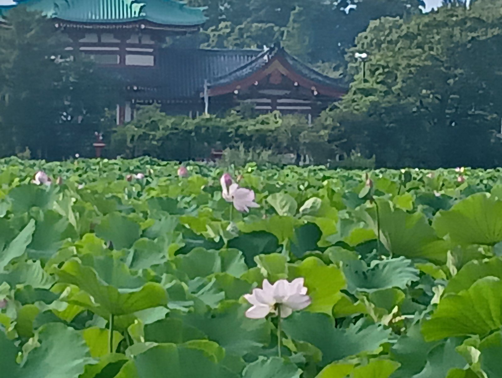 弁天堂を背景に開く白い蓮(不忍池にて)