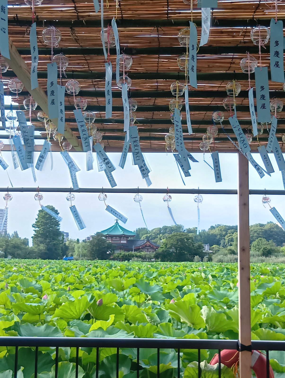 風鈴の下に広がる蓮池(不忍池の蓮見デッキにて)