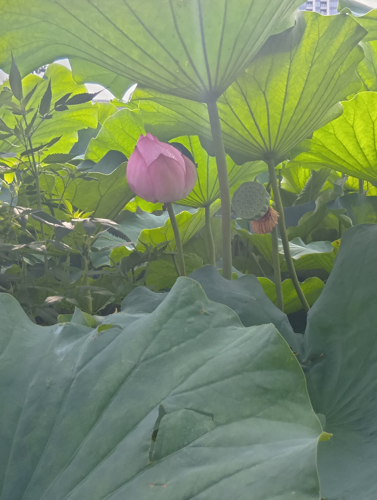 蓮の花と、花弁を落とした花托(不忍池にて)