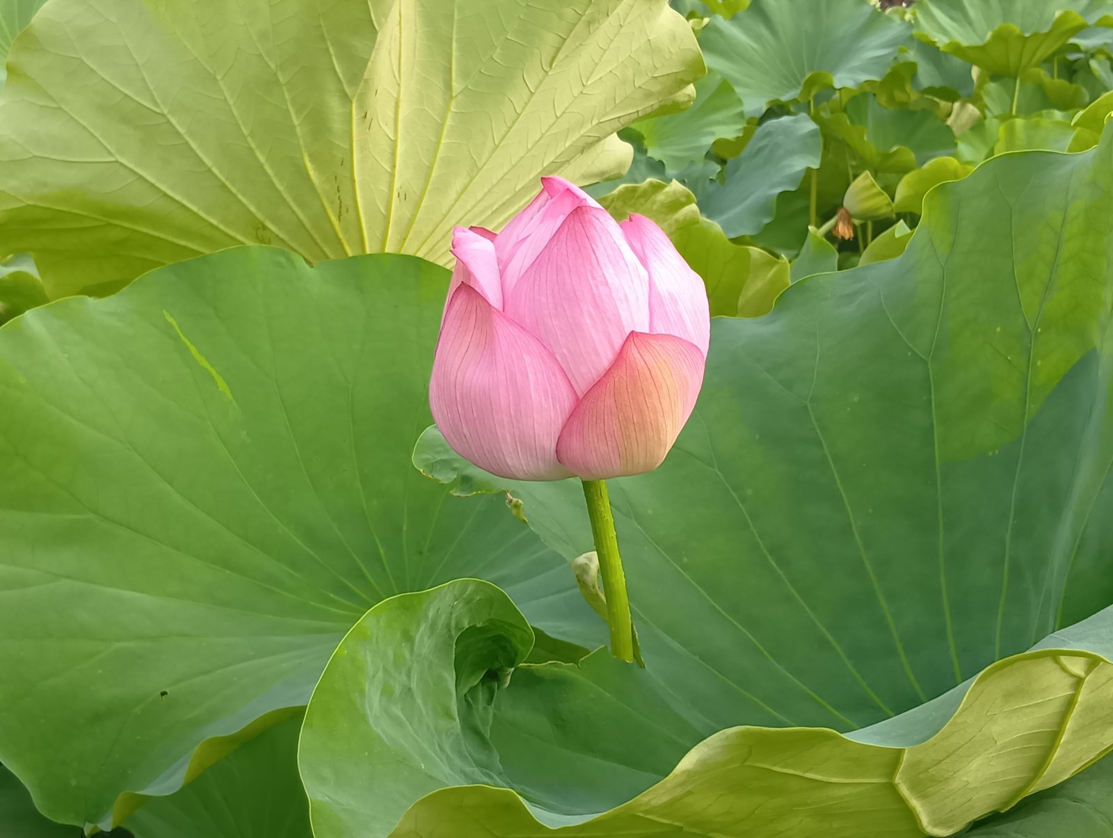花弁を閉じた蓮の花(不忍池にて)