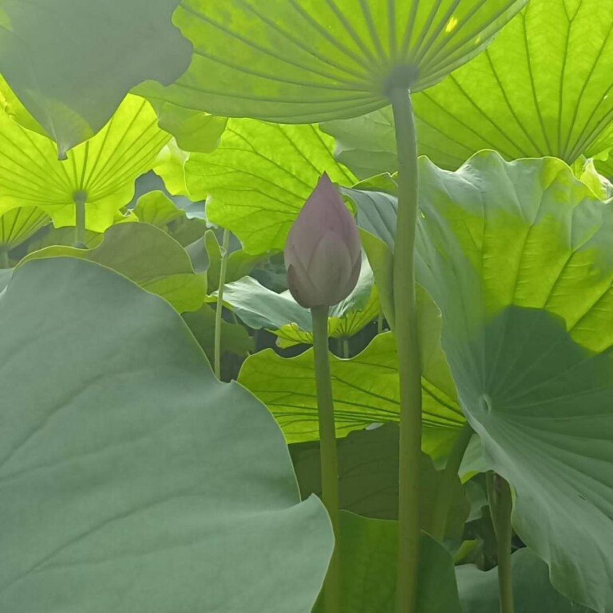 葉の間から伸びる、先のとがった蓮の蕾(不忍池にて)